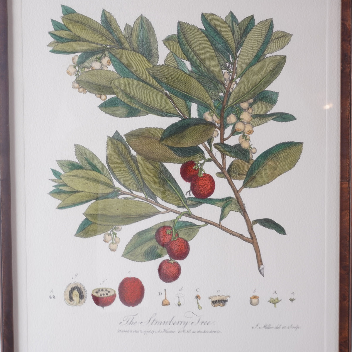 Set of 8 Pocker and Sons Framed Botanicals