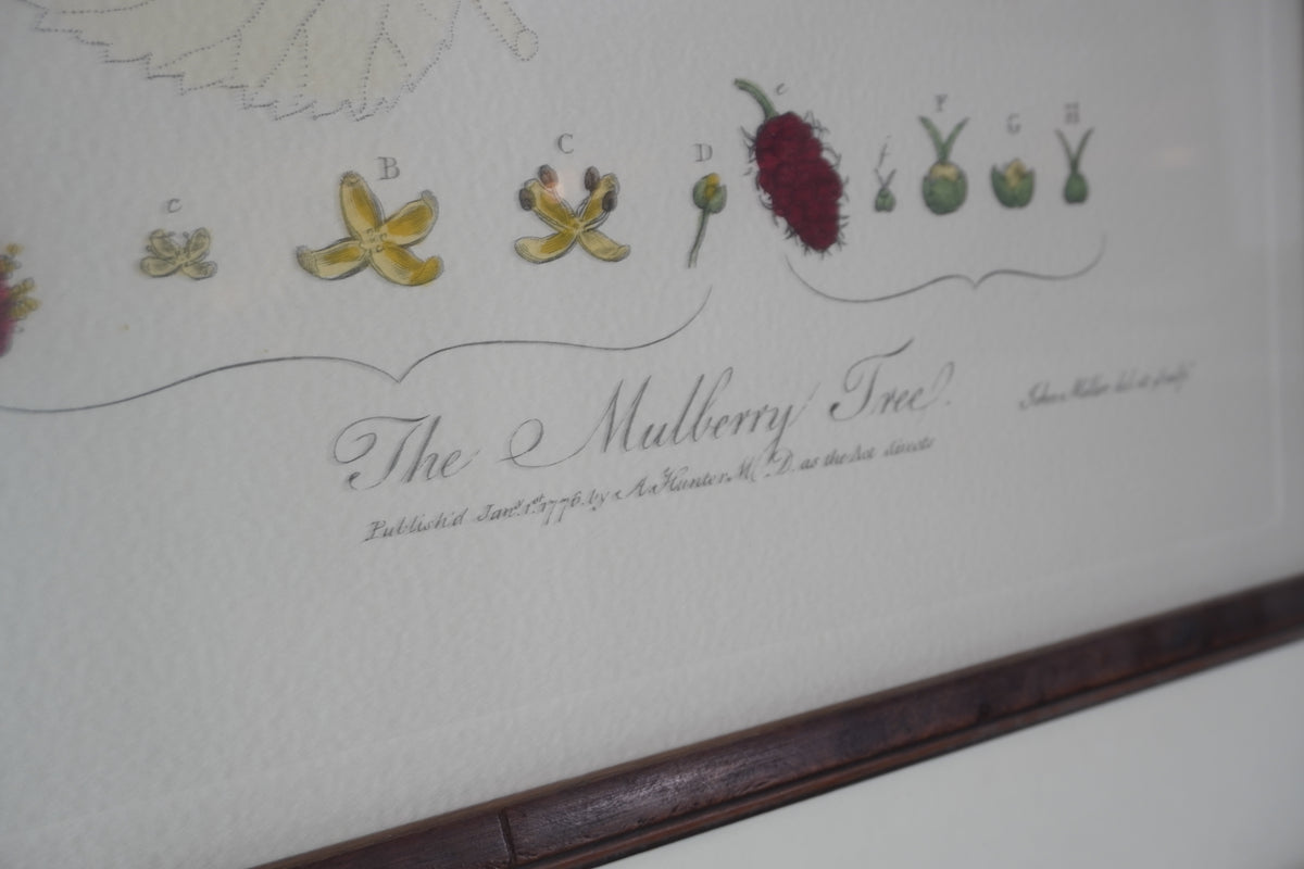 Set of 8 Pocker and Sons Framed Botanicals