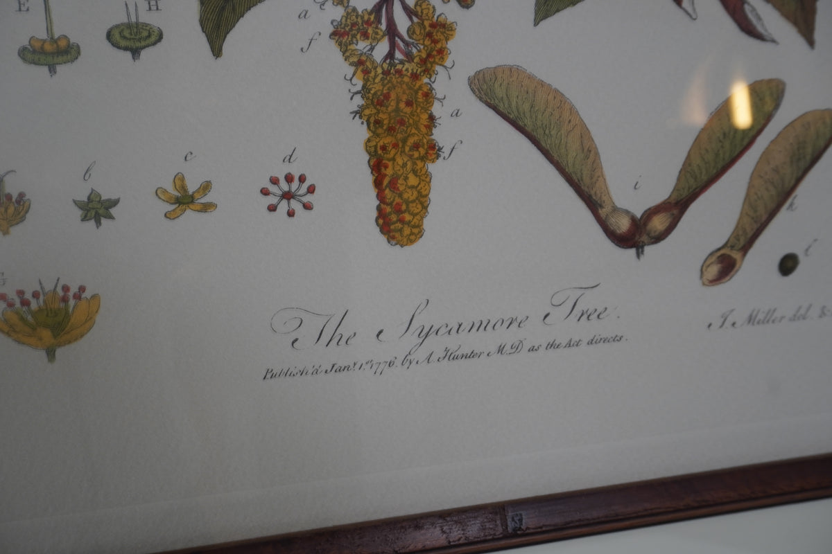 Set of 8 Pocker and Sons Framed Botanicals