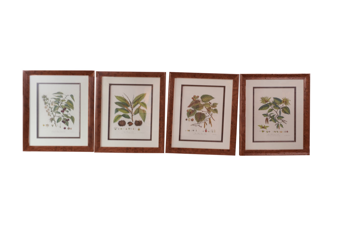 Set of 8 Pocker and Sons Framed Botanicals
