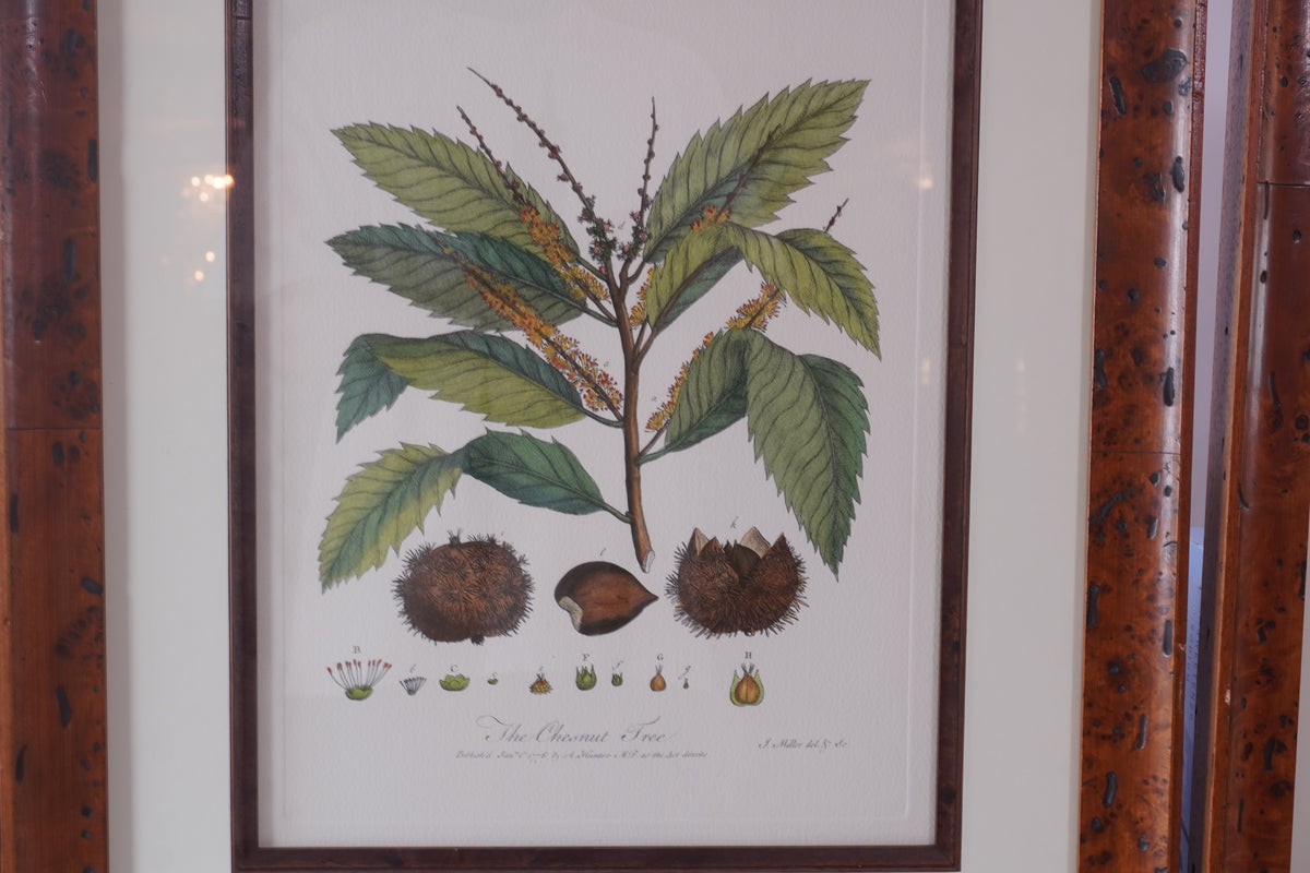 Set of 8 Pocker and Sons Framed Botanicals