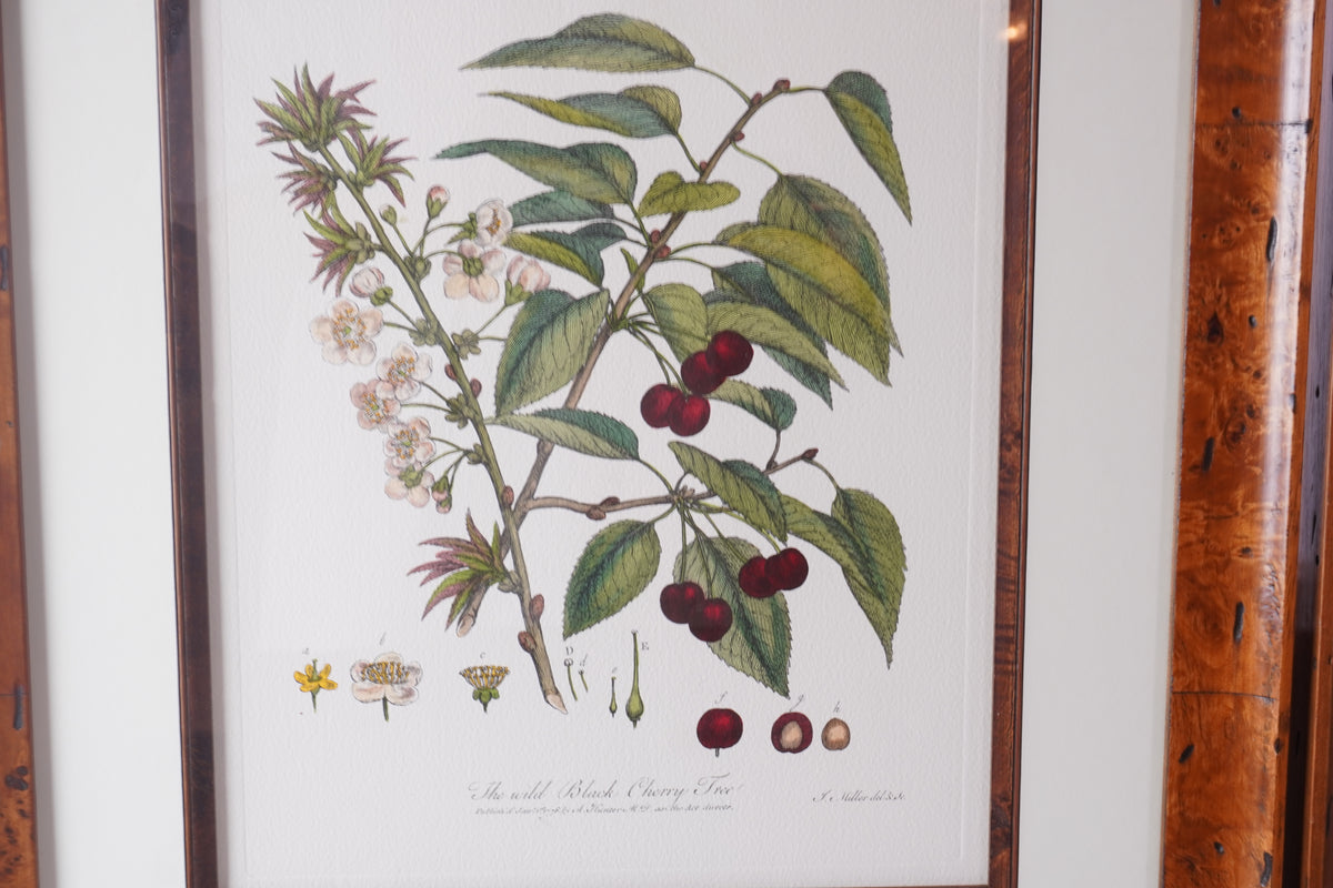 Set of 8 Pocker and Sons Framed Botanicals
