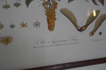 Set of 8 Pocker and Sons Framed Botanicals