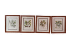 Set of 8 Pocker and Sons Framed Botanicals