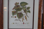 Set of 8 Pocker and Sons Framed Botanicals