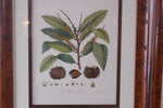 Set of 8 Pocker and Sons Framed Botanicals