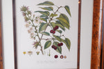 Set of 8 Pocker and Sons Framed Botanicals