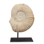 Large Cretaceous Prehistoric Fossilized Ammonite on Black Metal