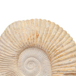 Large Cretaceous Prehistoric Fossilized Ammonite on Black Metal