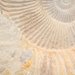Large Cretaceous Prehistoric Fossilized Ammonite on Black Metal