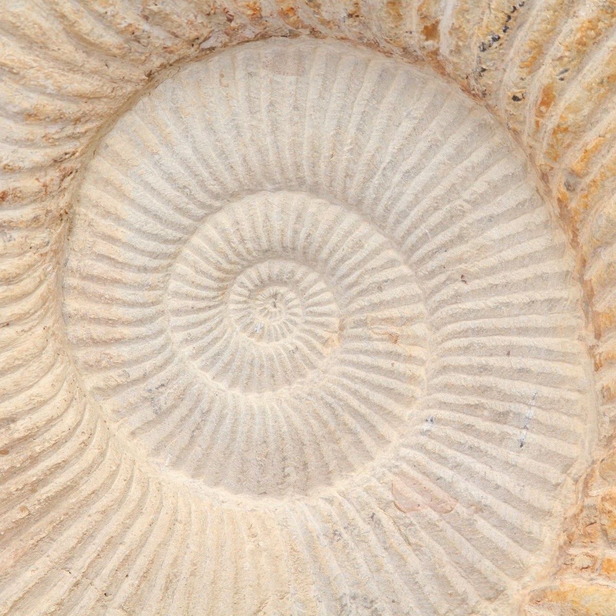 Large Cretaceous Prehistoric Fossilized Ammonite on Black Metal