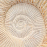 Large Cretaceous Prehistoric Fossilized Ammonite on Black Metal