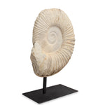 Large Cretaceous Prehistoric Fossilized Ammonite on Black Metal