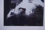 Lillian Bassman Quadriptych Photographs
